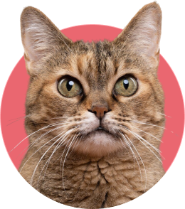 Cat Image