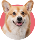 Dogs