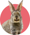 Rabbits