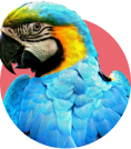 Parrots